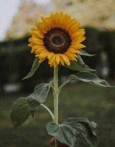 Person Holding Yellow Sunflower