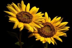 sunflowers, wallpaper 4k, cool backgrounds-8175241.jpg